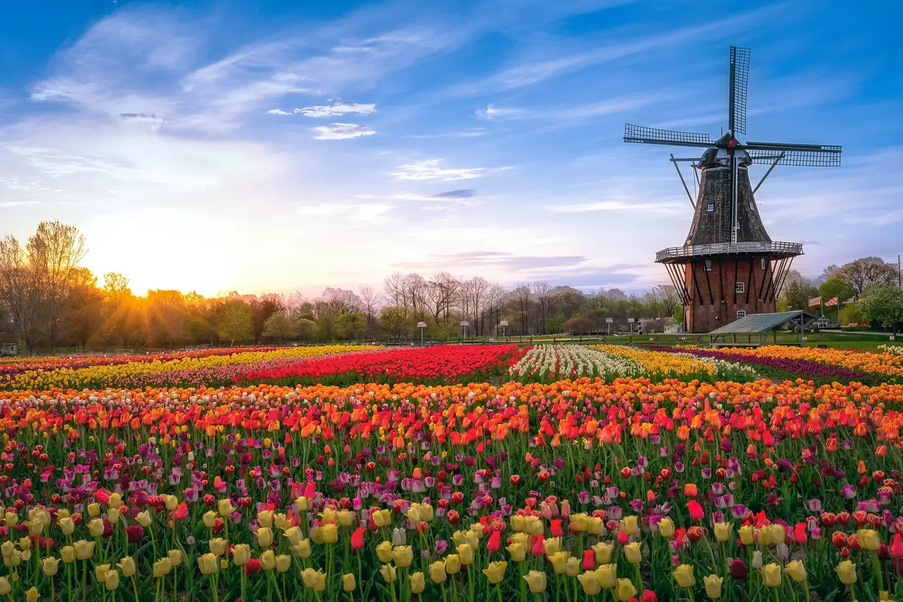 아메리카나가 Dutch 유산을 만나다 사진